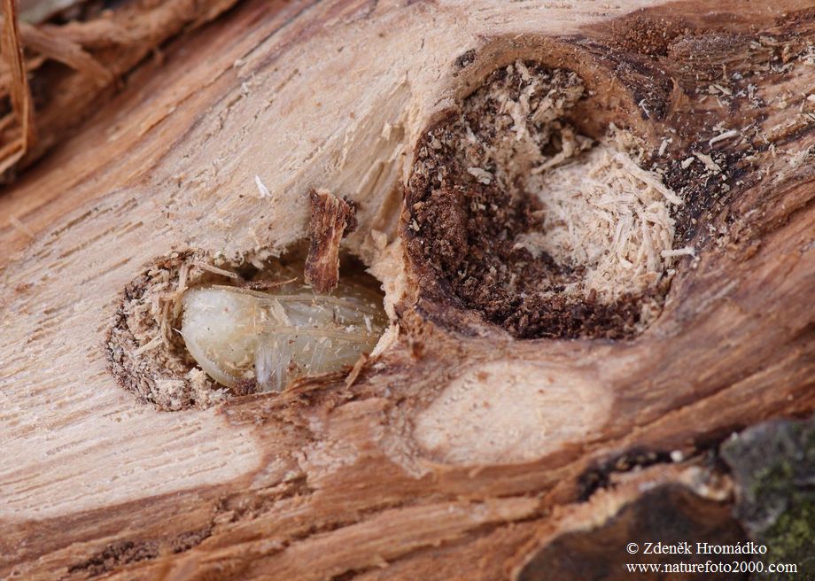 kozlíček skvrnitý, Leiopus nebulosus, Cerambycidae, Acanthocinini (Brouci, Coleoptera)
